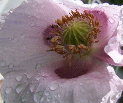 mohn_tropfen.jpg