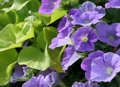 Petunia_Surfinia-Sky-Blue_Wstephan-2005_Web.jpg
