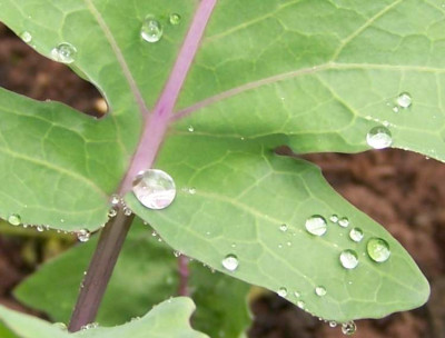 kohlrabi_tropfen.jpg