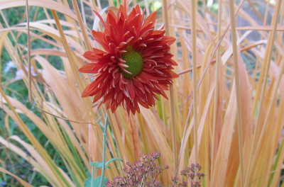 GP_Chrysanthemum_Paul_Boissier_2013-10-20.jpg