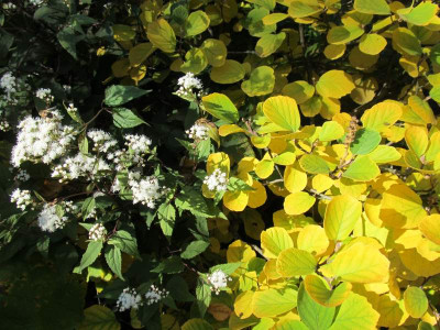 GP_Eupatorium_rugosum_Chocolate_und_Fothergilla_major.jpg