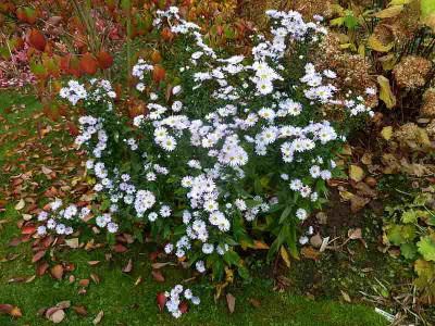 10_Aster_n.-b._Porzellan_P10904071.jpg