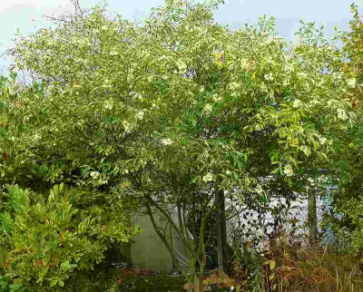 Pteleia_trifoliata_P10904101.jpg