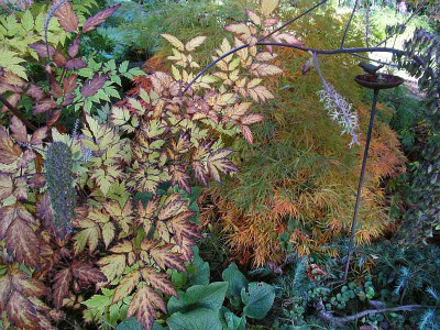 GP_Actaea_ramosa.jpg