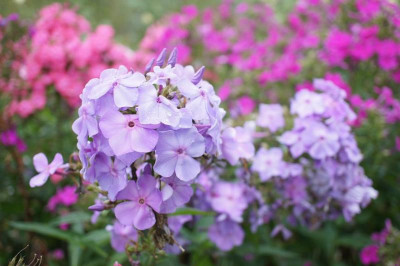 Lilac_Time_SJ.jpg