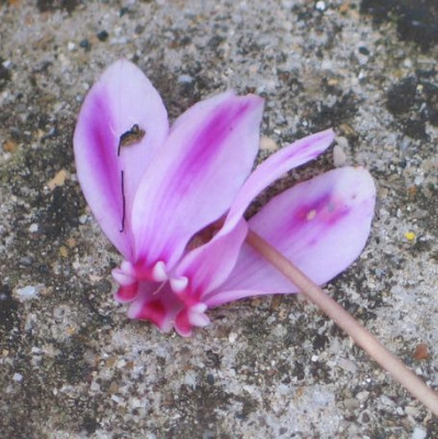 gestreift_cyclamen.jpg