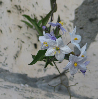 Solanum-jasminoides-blau-weiss.jpg