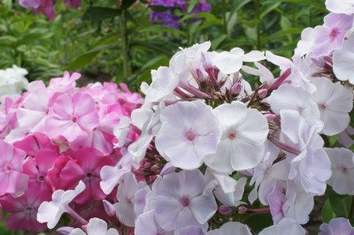 Statt_eines_Blumenstrausses.jpg