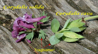04090006_eCorydalis_solidacava.jpg