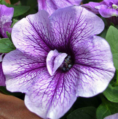 violette_adern_01.jpg