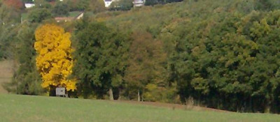 hickorynuss_231013.jpg