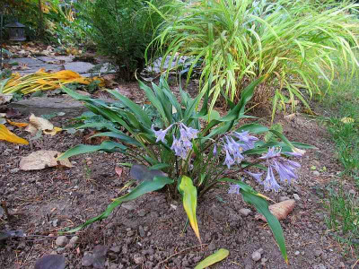 GP_E_2013-10-23_Hosta_Tortifrons.jpg