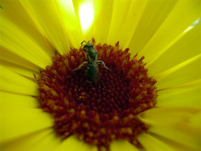 Calendula_01.jpg