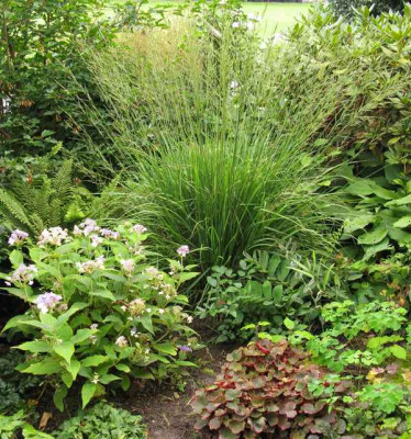 Molinia_Gartenpur.jpg