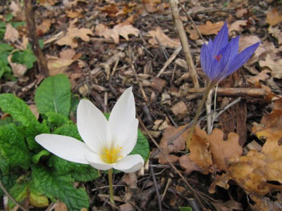IMG_5336_Cr_speciosus_.jpg