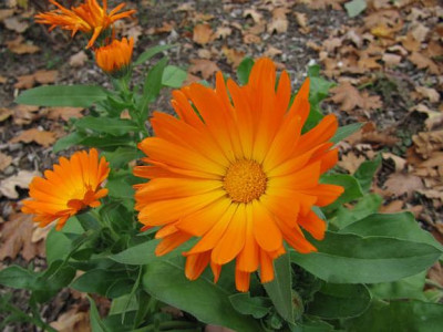 IMG_5344_Calendula-.jpg