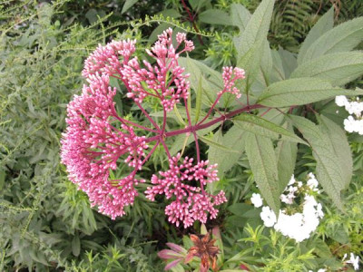Eupatorium_Samling_Gartenpur.jpg