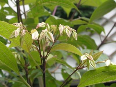 Clerodendrum_tomentosum_060705.jpg