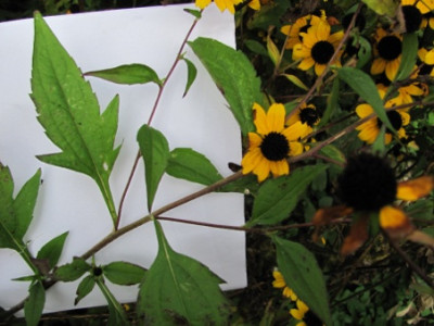 bearbimg_0790.jpg