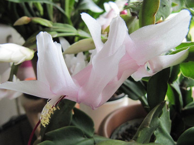 Schlumbergera_wei_131026.jpg