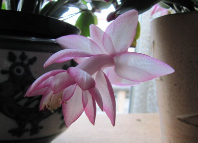 Schlumbergera_Bonbon_131026.jpg