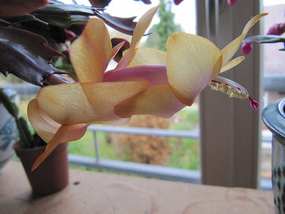 Schlumbergera_Otono_Brazil_131026.jpg