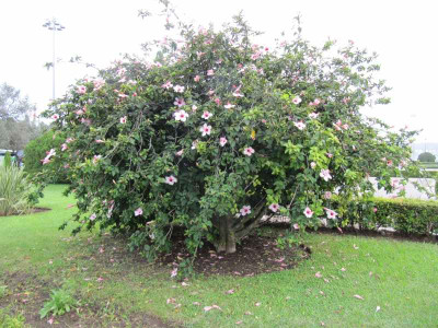 Hibiscus_Lissabon_131026.jpg