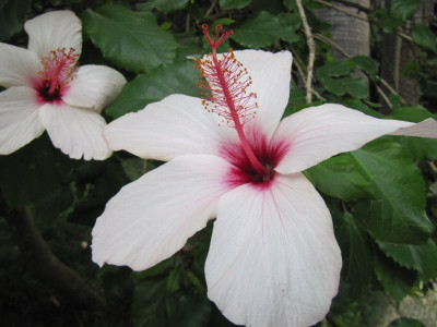 Hibiscus_Lissabon_Einzelblute.jpg