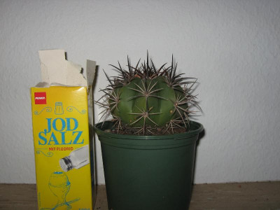 melopur2.jpg