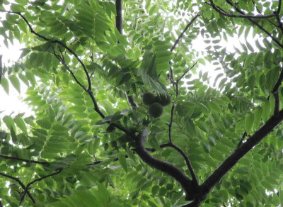 Juglans_nigra_Lissabon_Baumausschnitt.jpg