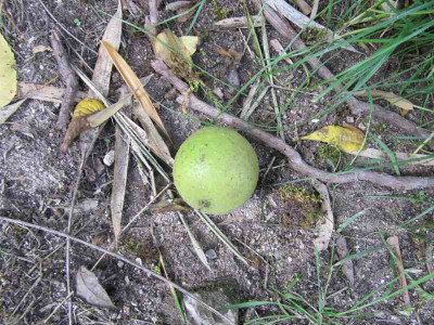 Juglans_nigra_Lissabon_Frucht.jpg