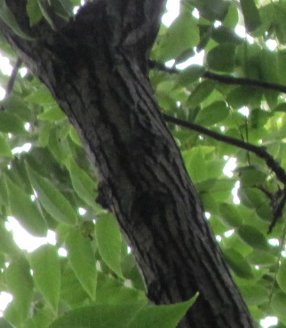 Juglans_nigra_Lissabon_Rinde.jpg