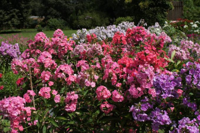 Phlox_in_P.jpg