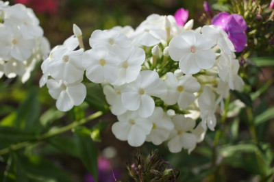 David_ein_Phlox.jpg