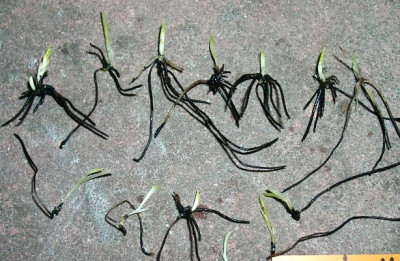 11180001_eCypripedium_plectrochilon_Samlinge.JPG