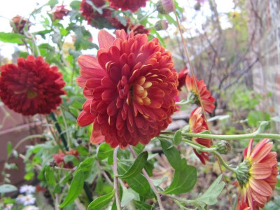 Chrysantheme_fruh_rot_131027.jpg