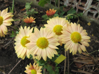 Chrysantheme_Nordlicht_131027.jpg
