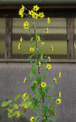 IMG_1954_Helianthus_Samling.jpg