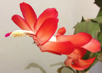 Schlumbergera_wei-rot_10-2013_900x900_80KB.jpg