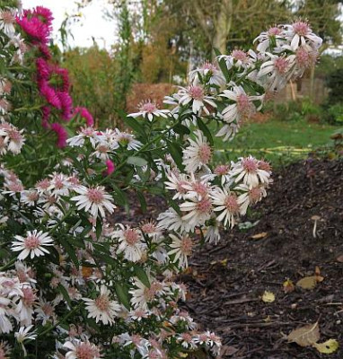 IMG_1951_Aster_Havelland_nah.jpg