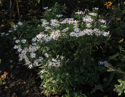 IMG_1941_Aster_microphyllus.jpg
