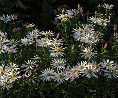 IMG_1940_Aster_microphyllus_nah.jpg