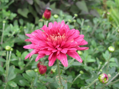 Chrysanthemum_Reiherberg_Gartenpur.jpg