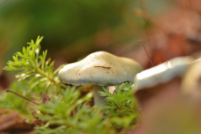 DSC_6853Pur.jpg