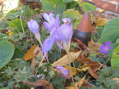 Crocus_speciosus__29.10.13_ue.jpg