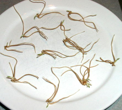 09290025_eCypripedium_guttatum_Samlinge.JPG