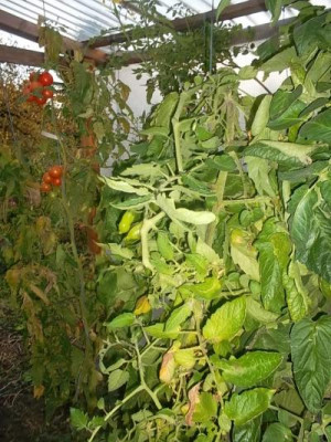 uppigeTomaten.jpg