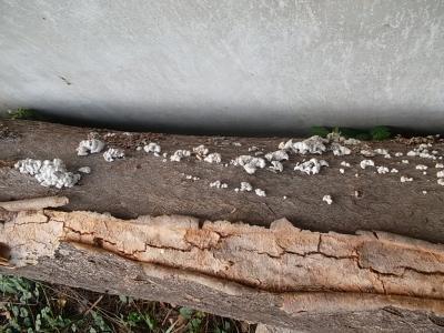 Baumpilz3.jpg