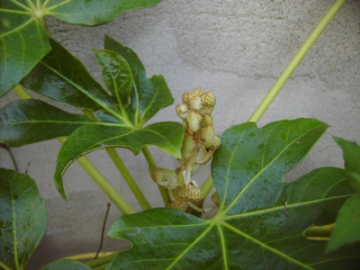 PICT8740.JPG