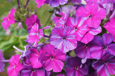 Phlox_Mitschurin.jpg